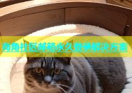 海角社区邮箱永久登录解决方案